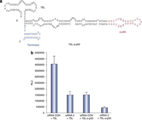 NFkB Activity Is Most Strongly Downregulated In Vitro In The Presence