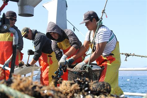 Importancia De La Pesca Y Acuicultura En Sonora Algunas Reflexiones