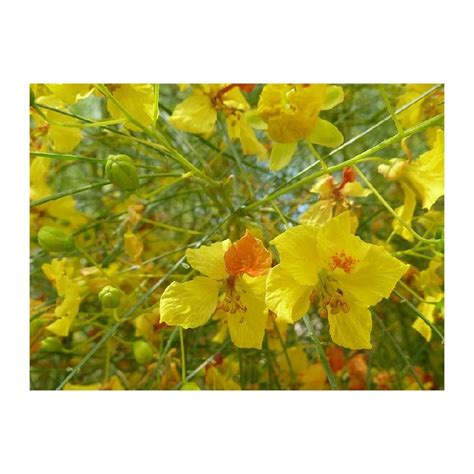 Parkinsonia Aculeata - 5 seeds - Seeds of World