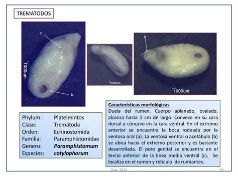 Atlas De Parasitologia Veterinaria