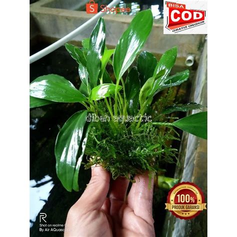 Jual Anubias Sp Tambah Moss Media Wabikusa Tanaman Aquacape Shopee