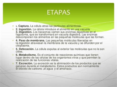 Mapa Conceptual De Patrones De La Alimentacion Heterotrofa Images