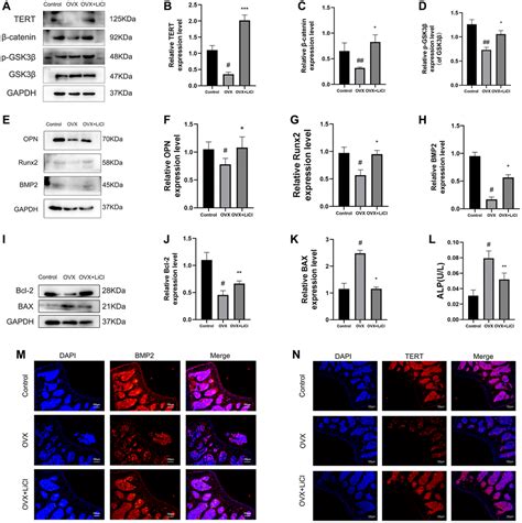 The Wnt Catenin Signaling Pathway Inhibits Osteoporosis By Regulating