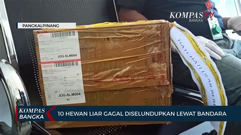 Petugas Gagalkan Penyelundupan Hewan Endemik Bangka Belitung Video