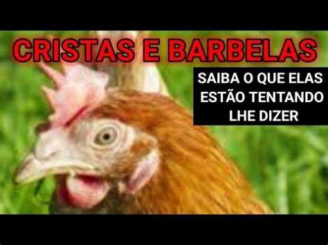 Saiba O Que As Cristas E As Barbelas De Suas Galinhas Est O Tentando