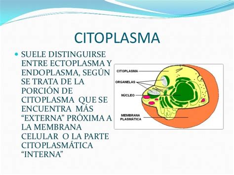 Citoplasma