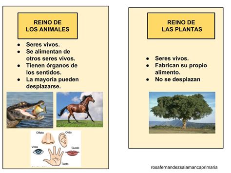 Maestra De Primaria El Reino Animal Y El Reino De Las Plantas