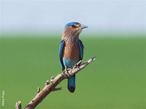 Indian Roller | KuwaitBirds.org