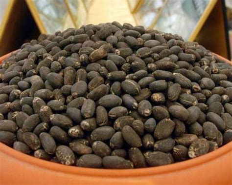 Jatropha seeds in Thailand, Jatropha seeds Manufacturers & Suppliers in ...