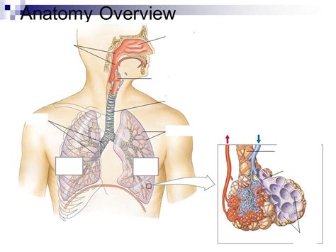 Respiratory System Diagram Quizlet