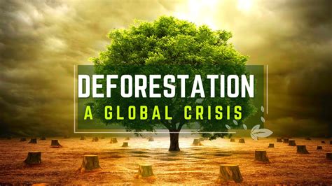 Preserving Our Forests Solutions To Deforestation Youtube