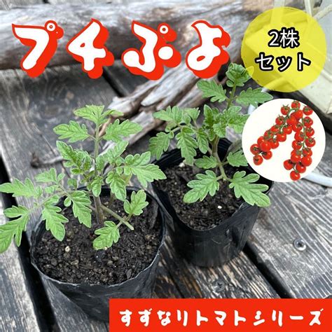 スピード発送 ミニトマト苗 Cfプチぷよ苗 2株 赤 無農薬野菜苗果物｜売買されたオークション情報、yahooの商品情報をアーカイブ公開