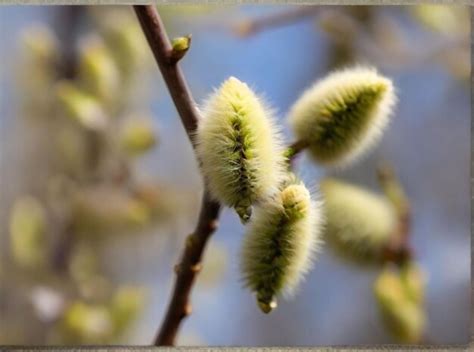 Premium Photo Fluffy Yellow Willow Earrings On A Blurred Purple