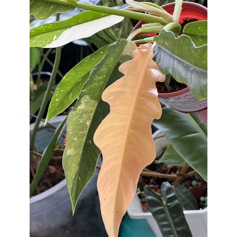 C Y Philodendron Ring Of Fire Variegated Cung N Var Onlyplants Vn