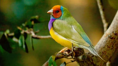 Meet The Rainbow Finch - The Brilliantly Multicoloured Bird (10 Pics).