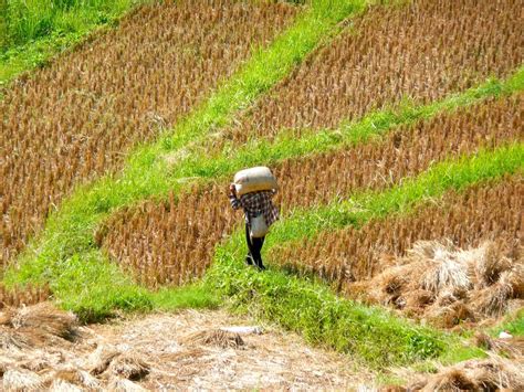 Harvesting rice | Smithsonian Photo Contest | Smithsonian Magazine