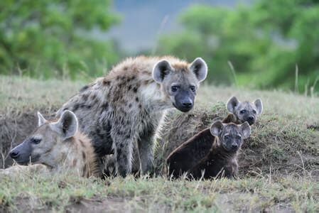 10 Days Tanzania Wildlife Photography Safari - 10 Days - Bovid Africa ...