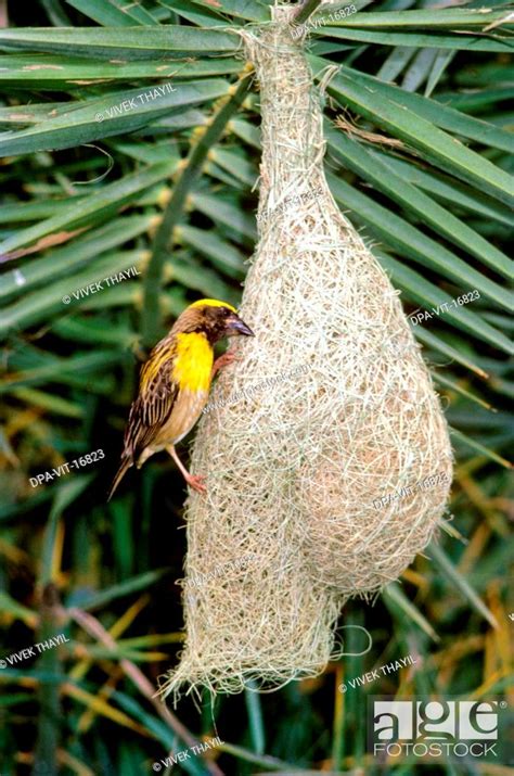 Baya Weaver Bird Building Nest Stock Photo Picture And Rights Managed