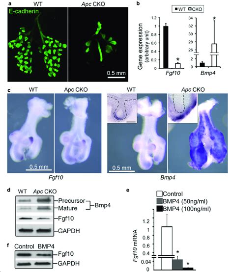 Lung Epithelial Branching Morphogenesis Was Severely Impaired In Apc