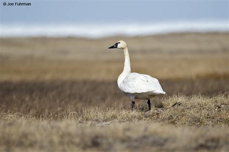 Tundra Swan – Joe Fuhrman Photography