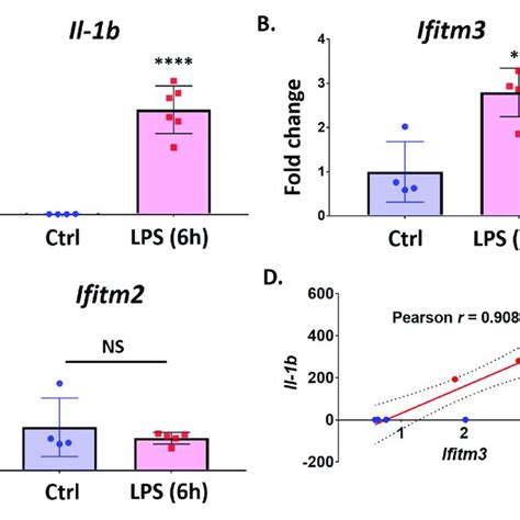 Ifitm3 Expression Is Induced By LPS Treatment In Primary Microglia