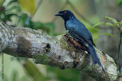 Greater Racket Tailed Drongo Dicrurus Paradiseus Asian Bird