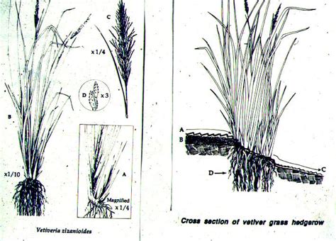 Vetiver Grass — The Plant The Vetiver Network International