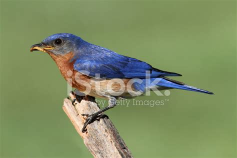 Eastern Bluebird Stock Photo | Royalty-Free | FreeImages