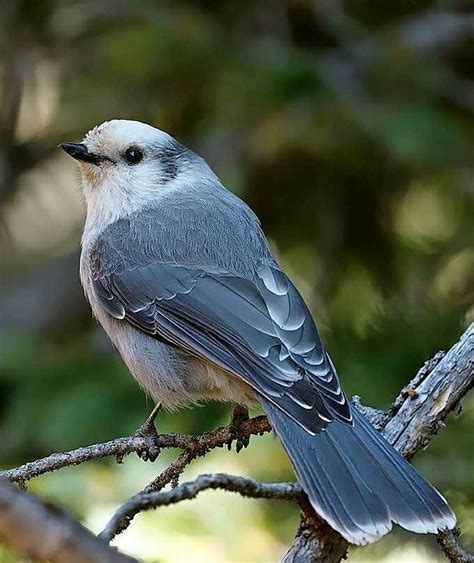 Pin by Linda Hazel on Chairs | Bird pictures, Colorful birds, Birds