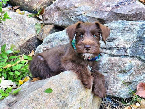 How Much Is A Miniature Schnauzer