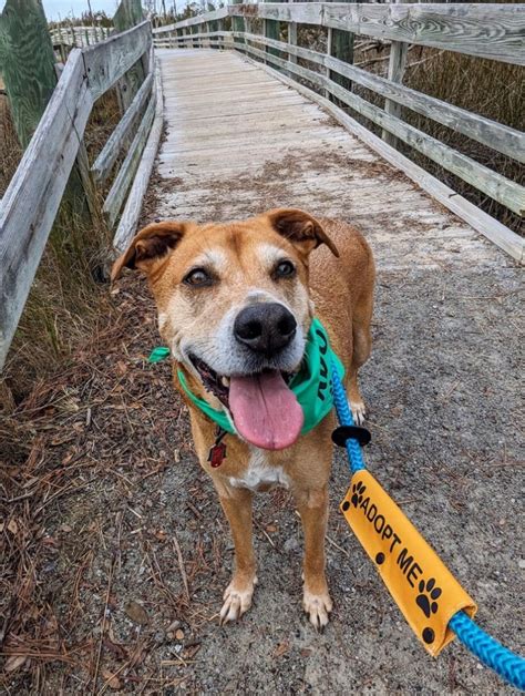 Dog For Adoption Baxter A Labrador Retriever In Newport Nc Petfinder