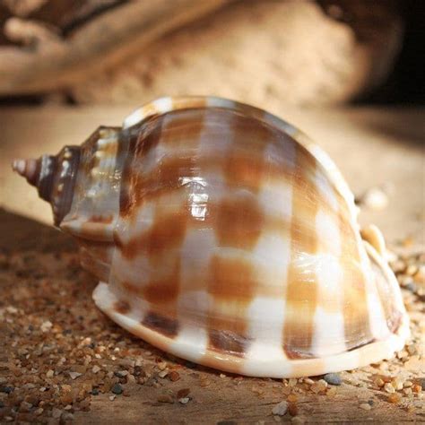 Banded Bonnet Shell Phalium Bandatum Beach Shells