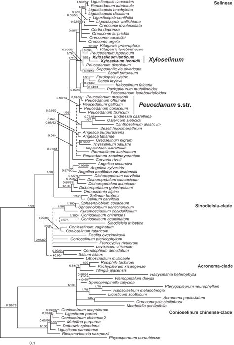 The Bayesian Tree Obtained From Analysis Of Nrits Sequences Branch