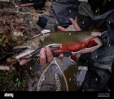 Fly Fishing Catch And Release Of Large Brook Trout Stock Photo Alamy