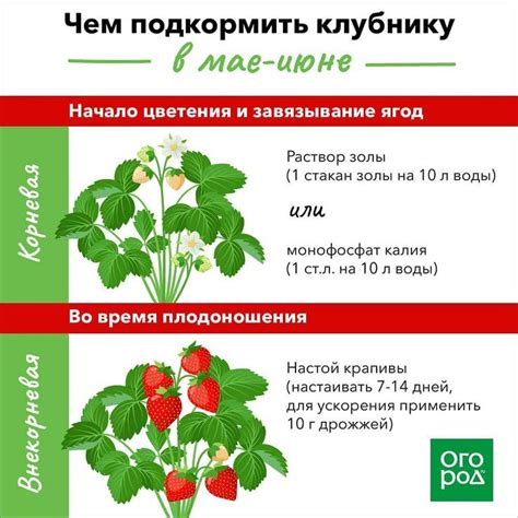 Клубника зацвела? Сохраните шпаргалку с подкормками! | Garden ...