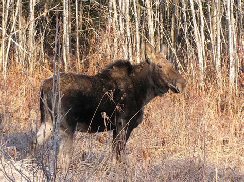 Northern Maine Moose Photograph by Gordon P Glew - Fine Art America