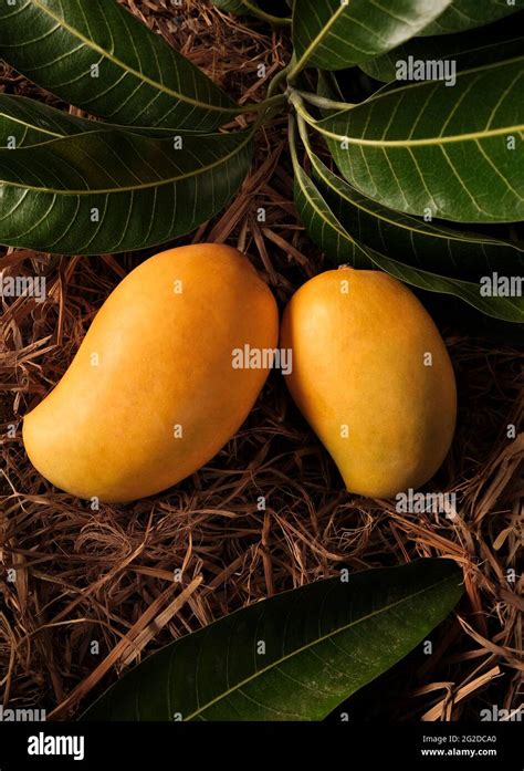 Mangoes Color Background High Resolution Stock Photography And Images