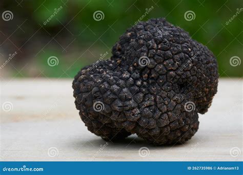 Tuber Aestivum Stock Photo Image Of Mushrooms Isolated