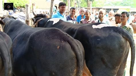 ১৪১০২৩ কত টাকা মন দরে নোয়াখালীর ব্যবসায়ী মাংসের বড় বড় ষাঁড় গরু কিনলেন কাহারোল হাটে