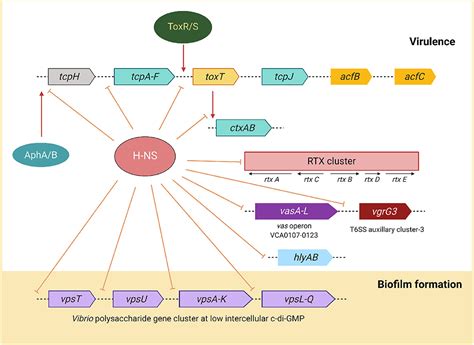 Frontiers Virulence Regulation And Innate Host Response In The Pathogenicity Of Vibrio Cholerae