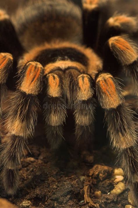 Tarantula Spider Tarantula Fangs Close Up Female Of Spider Tarantula