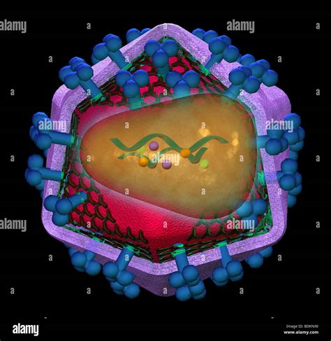 Illustration Of The Structure Of Hiv Human Immunodeficiency Virus