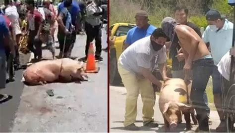 Video Tr Iler Con Cerdos Vuelca En Campeche Pobladores Hacen Rapi A