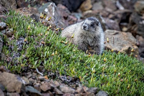 Denali National Park Wildlife: 10 TOP Animals to Spot - National Parks Mom