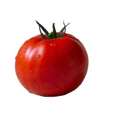 Tomate PNG Transparente StickPNG