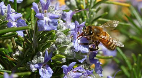 Mooie En Nuttige Bijenplanten Voor In De Tuin Max Vandaag