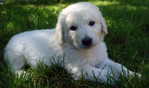 Kuvasz All Big Dog Breeds