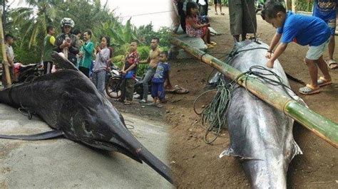 Ikan Caroang Bunuh Nelayan Pangandaran Tak Beracun Namun Hal Ini Yang