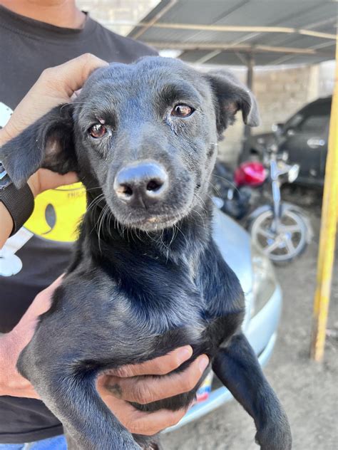 Víctor C on Twitter RT apoyocanino Este Negrito pequeño y hermoso