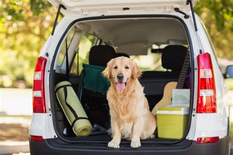 Cómo llevar a un Perro en el Coche PF Seguridad Vial LEDONE ECO